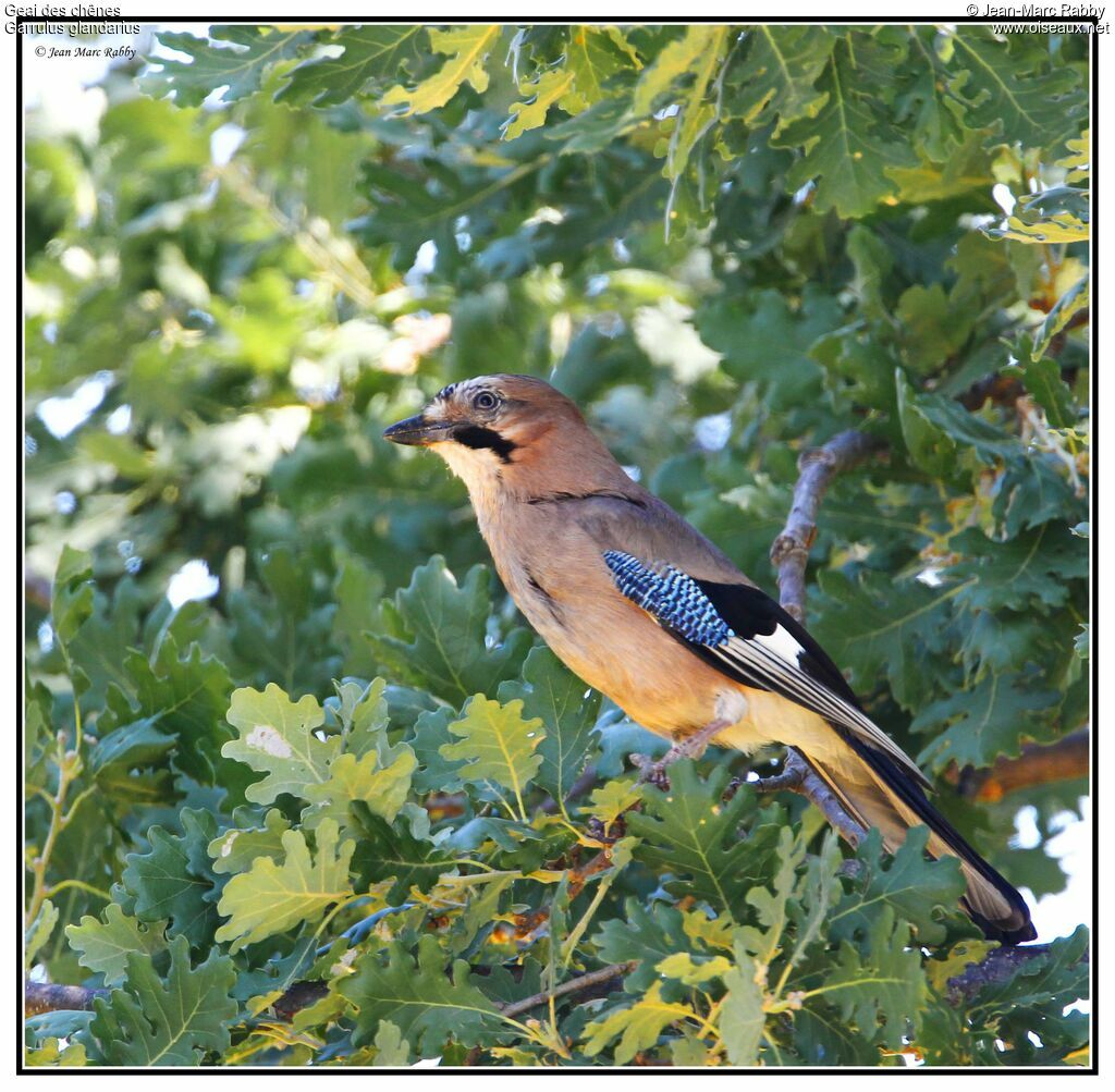 Geai des chênes, identification