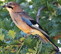 Eurasian Jay