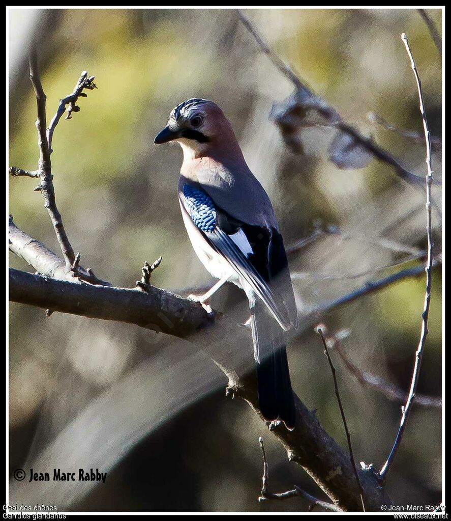 Geai des chênes, identification