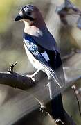 Eurasian Jay