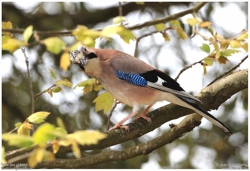 Eurasian Jay, identification