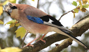 Eurasian Jay