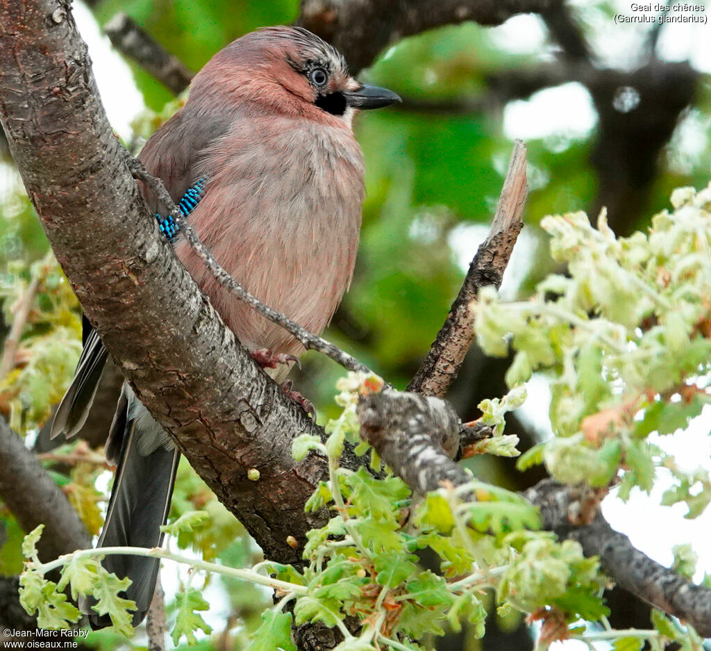 Eurasian Jay