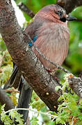 Eurasian Jay