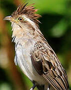 Striped Cuckoo