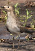 Black-winged Pratincole