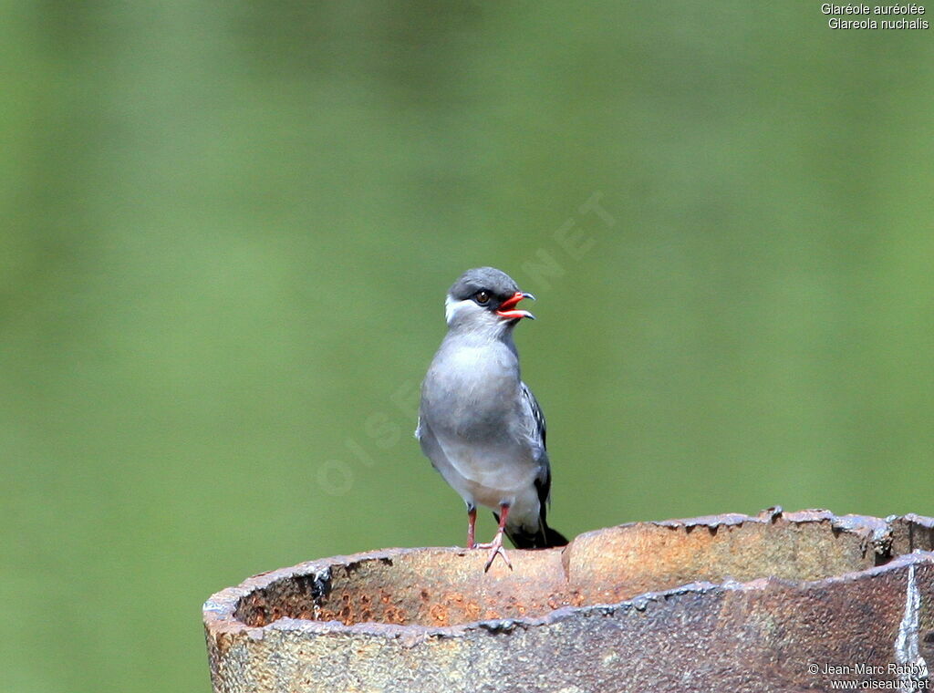 Rock Pratincole