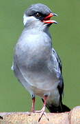 Rock Pratincole