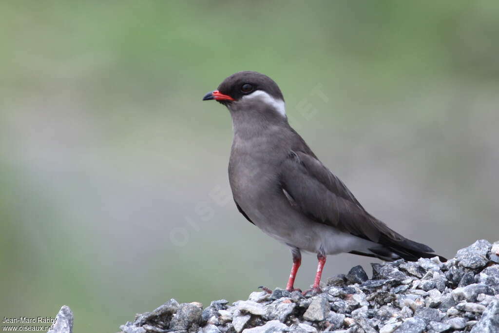 Glaréole auréoléeadulte, identification