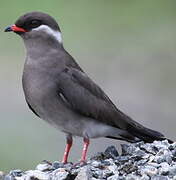 Rock Pratincole