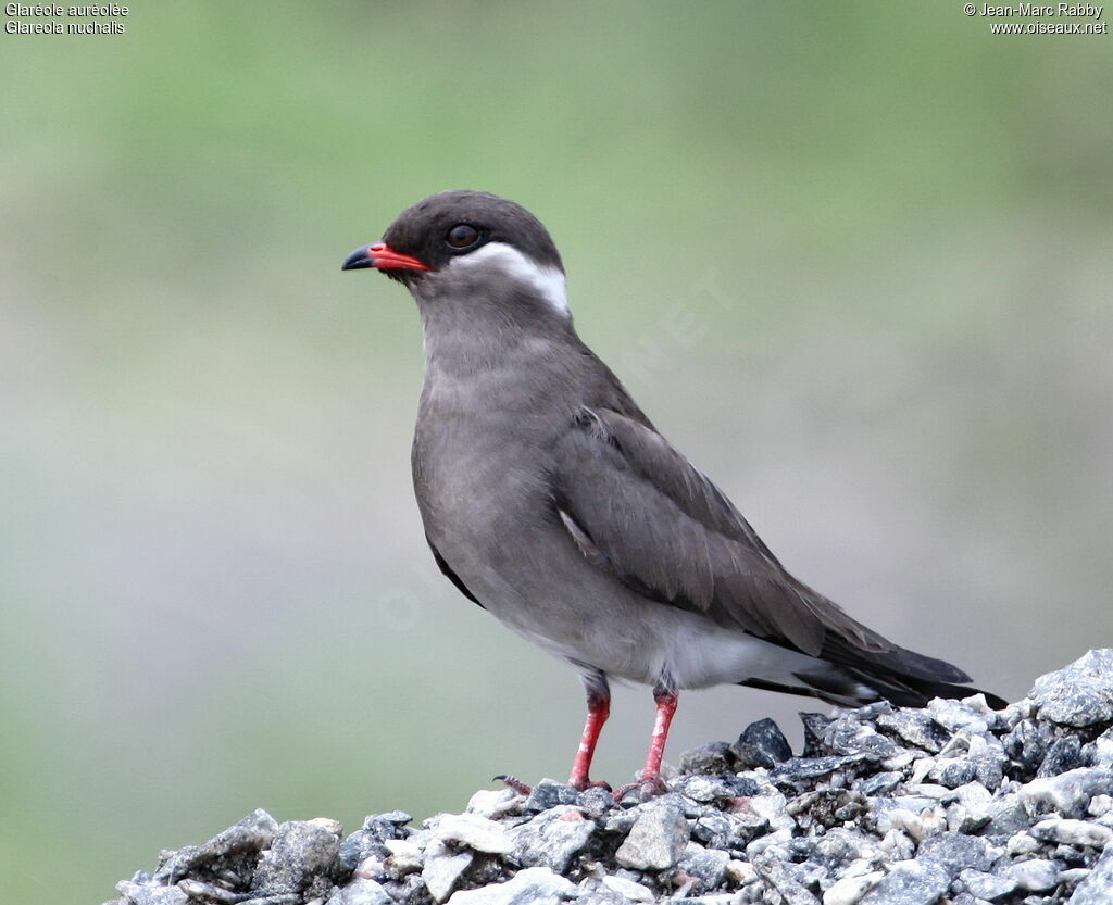 Glaréole auréolée