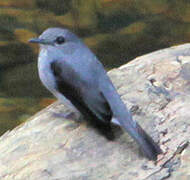 Cassin's Flycatcher