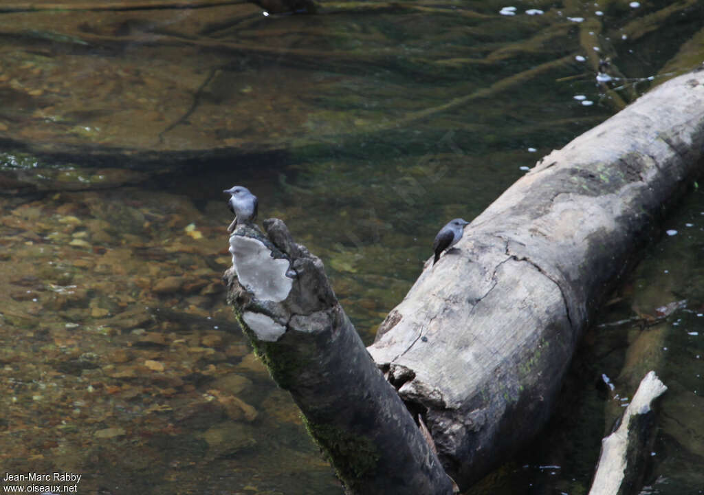 Gobemouche de Cassinadulte, habitat, Comportement