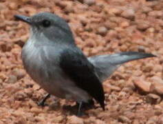 Cassin's Flycatcher