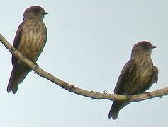 Sooty Flycatcher