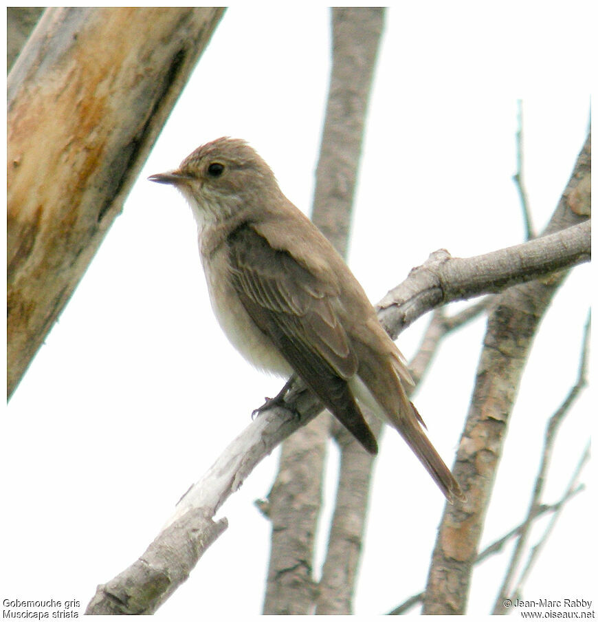 Spotted Flycatcher, identification