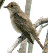 Spotted Flycatcher