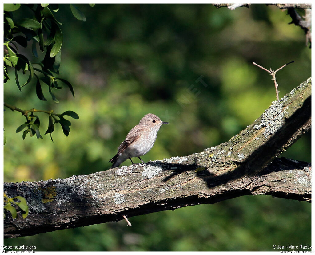 Spotted Flycatcher, identification