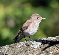 Spotted Flycatcher