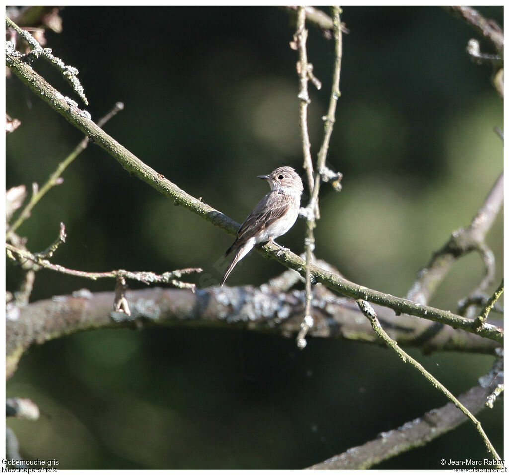 Spotted Flycatcher, identification