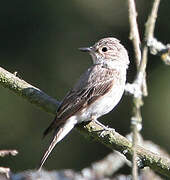 Spotted Flycatcher