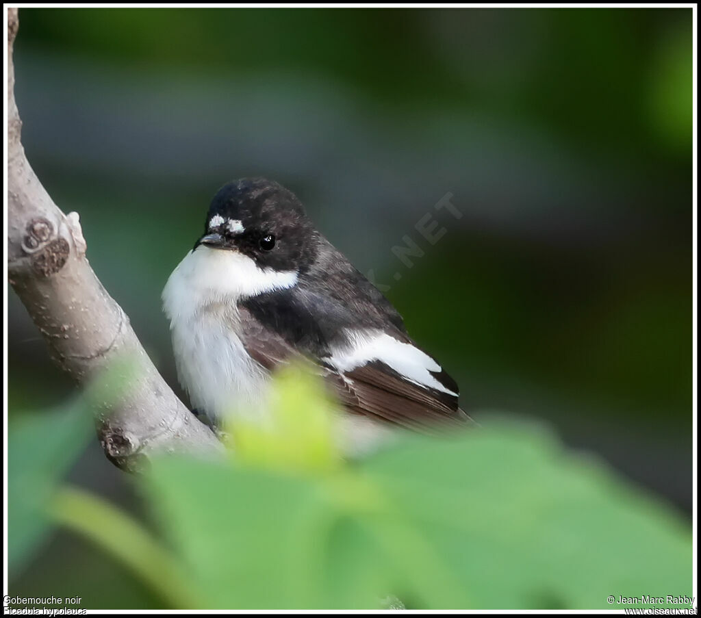 Gobemouche noir mâle, identification