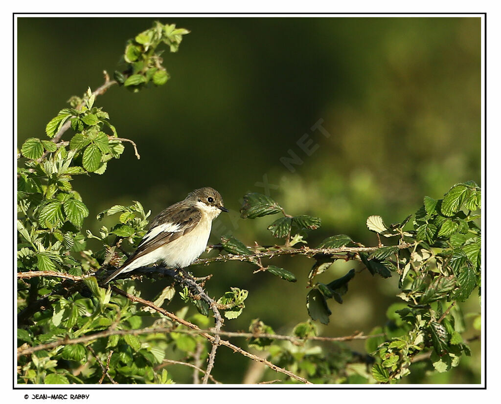 Gobemouche noir, identification