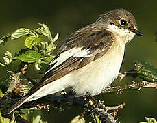 European Pied Flycatcher