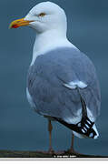 European Herring Gull