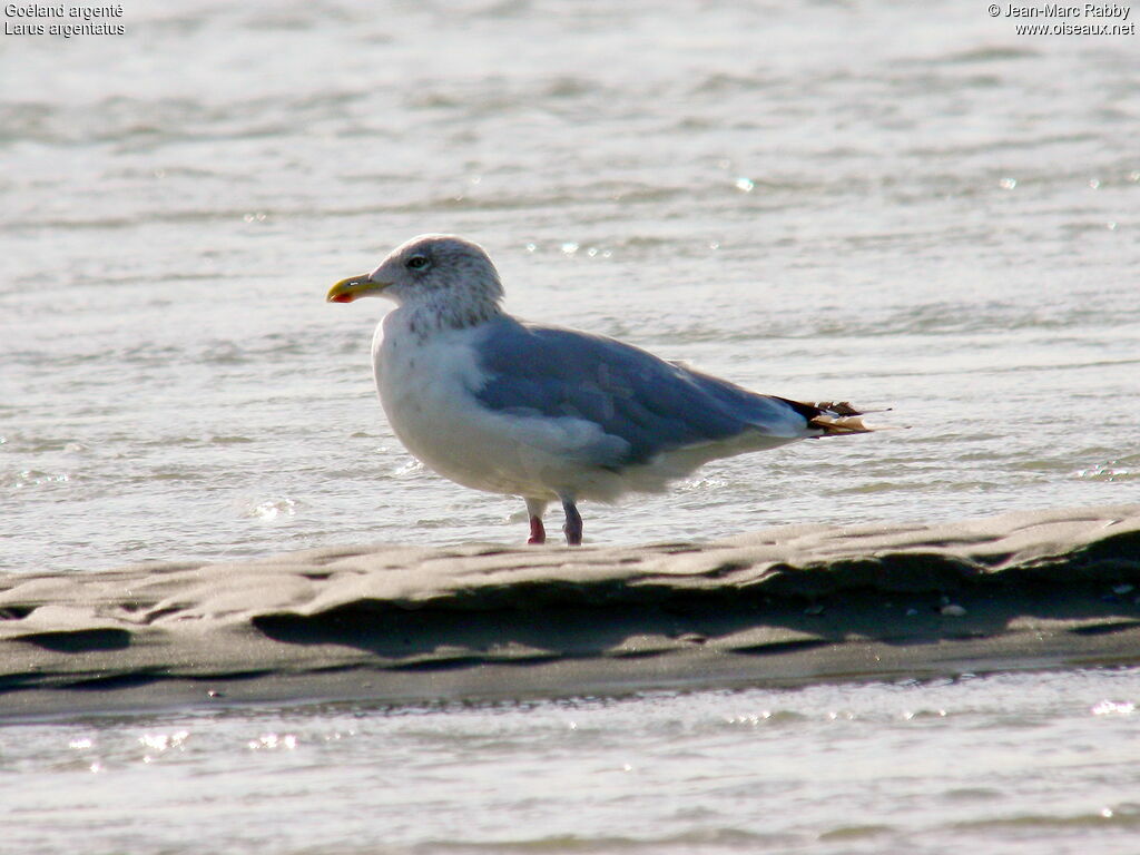 Goéland argenté, identification