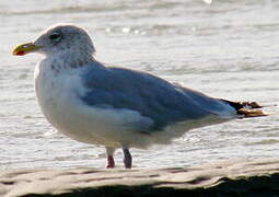 European Herring Gull