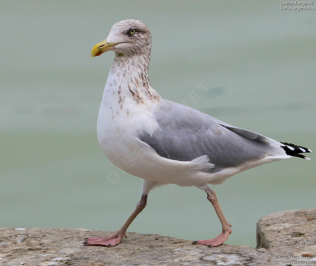 Goéland argentéadulte, identification