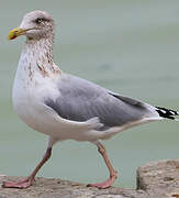 European Herring Gull