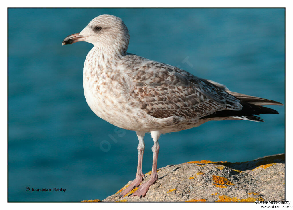 Goéland argenté, identification