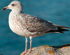 European Herring Gull