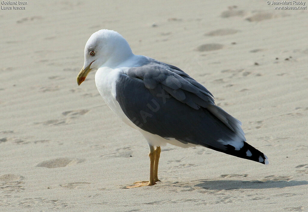 Goéland brun, identification