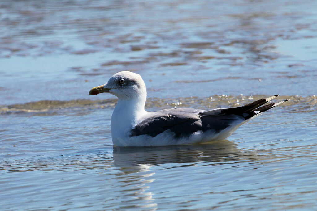 Lesser Black-backed Gull