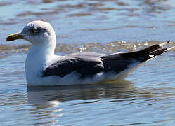 Lesser Black-backed Gull