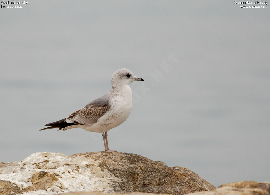 Goéland cendré1ère année, identification