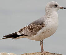 Common Gull