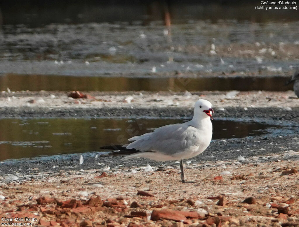 Audouin's Gull