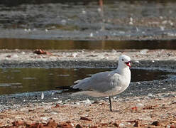 Audouin's Gull