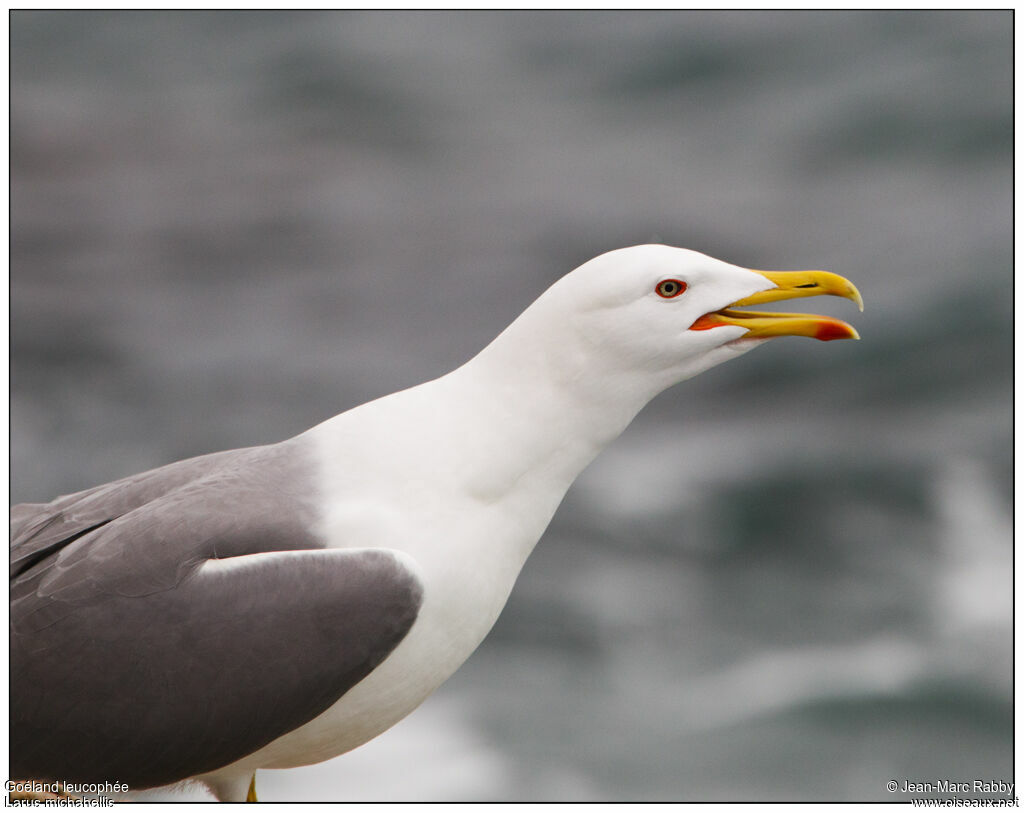 Yellow-legged Gull, identification