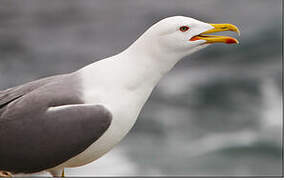 Yellow-legged Gull