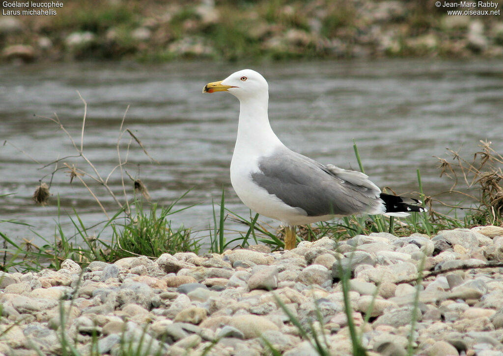 Goéland leucophéeadulte, identification