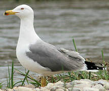 Yellow-legged Gull