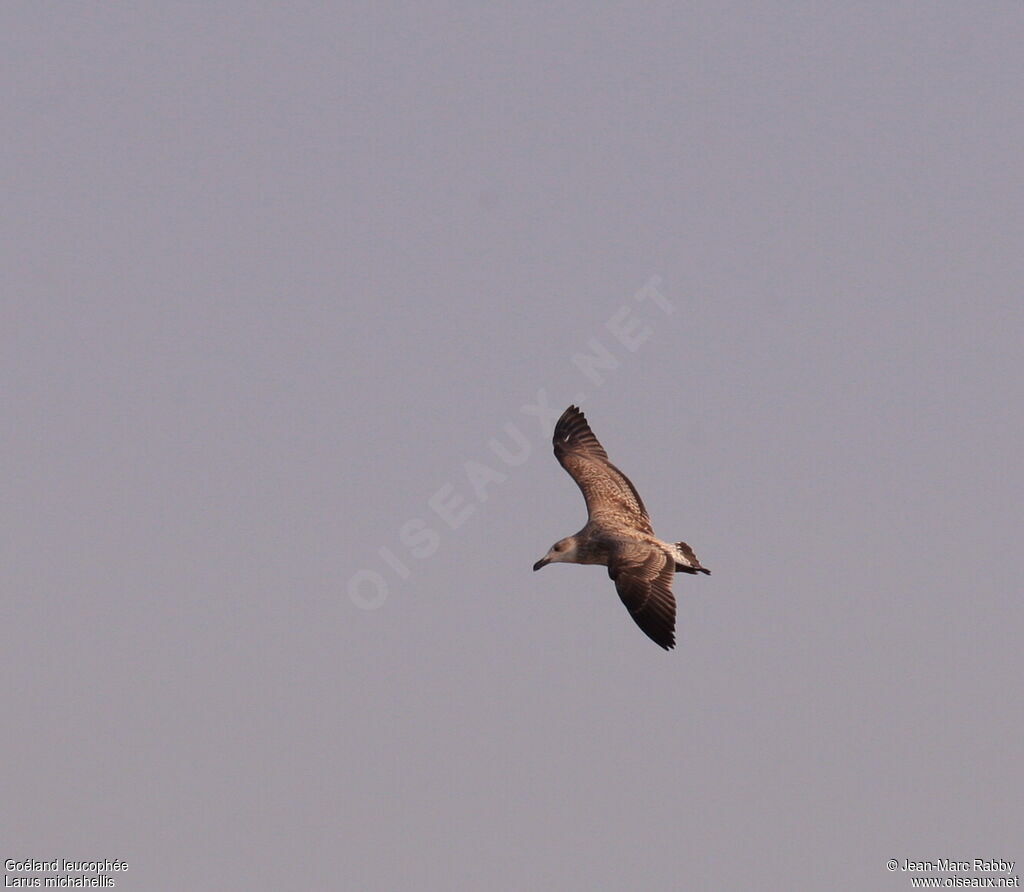 Yellow-legged Gull