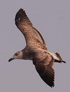 Yellow-legged Gull