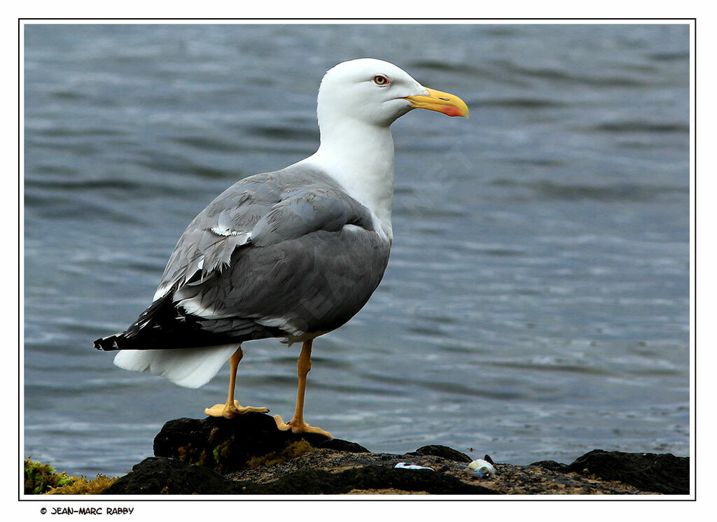 Goéland leucophée, identification