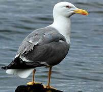 Yellow-legged Gull